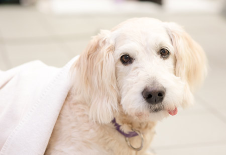 Toronto Animal Eye Clinic