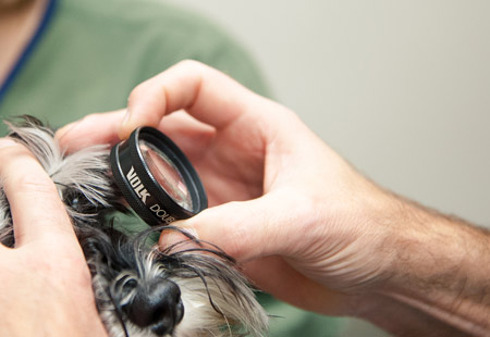 pet eye exam in toronto