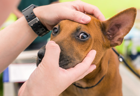 Toronto Animal Eye Clinic