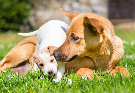 toronto pet eye exam