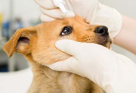 Toronto Pet Eye Surgeries | Cataracts, Eye Ulcers | Animal Retina Surgeries